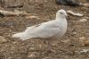 Iceland Gull at Private site with no public access (Steve Arlow) (75270 bytes) Iceland Gull at Private site with no public access (Steve Arlow) (75270 bytes)